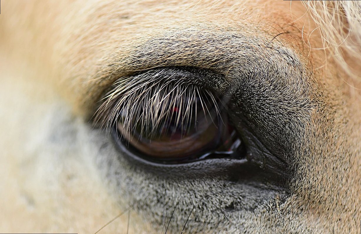 Diseño de cejas según la forma del rostro: qué hay de cierto